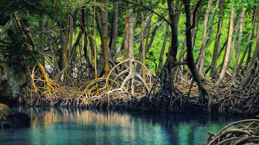 Sundarban One-Day Package – Travel Sundarban